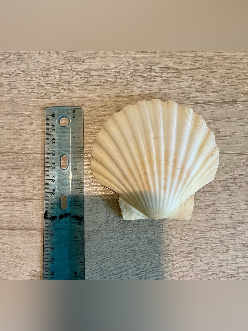 Set of 4 Large Natural Scallop Seashells - Picture 4 of 5